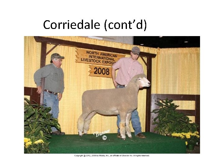 Corriedale (cont’d) 
