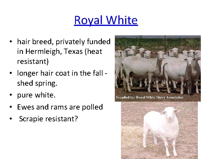 Royal White • hair breed, privately funded in Hermleigh, Texas (heat resistant) • longer