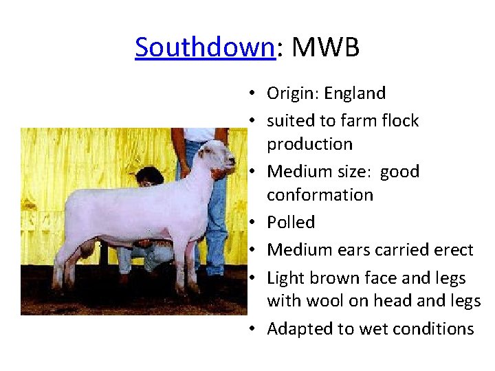 Southdown: MWB • Origin: England • suited to farm flock production • Medium size: