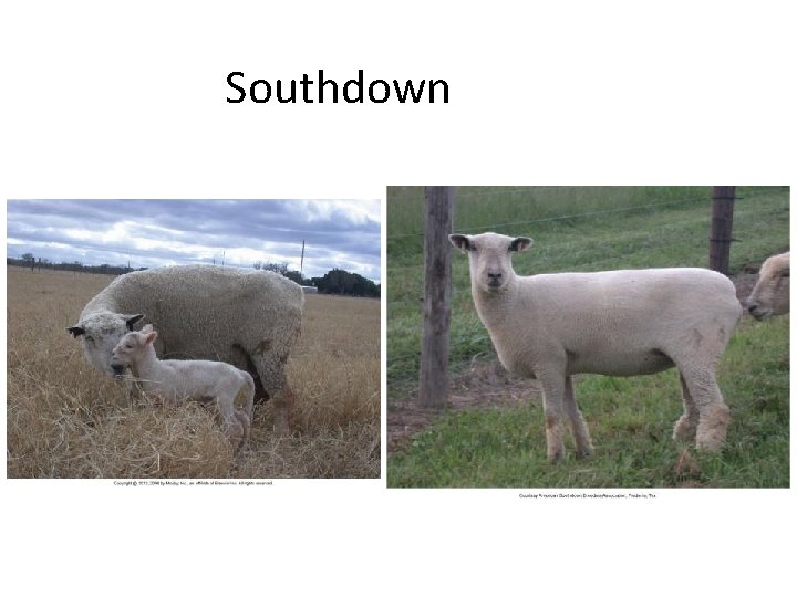 Southdown 