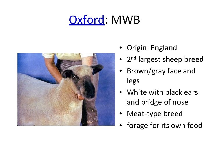 Oxford: MWB • Origin: England • 2 nd largest sheep breed • Brown/gray face