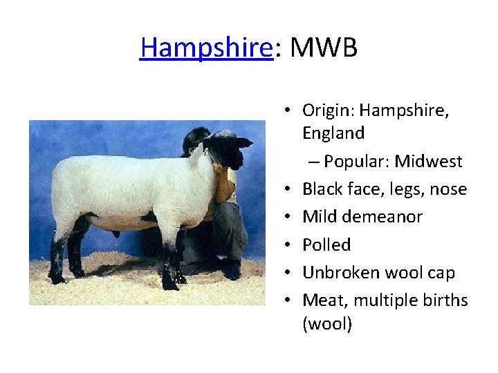 Hampshire: MWB • Origin: Hampshire, England – Popular: Midwest • Black face, legs, nose