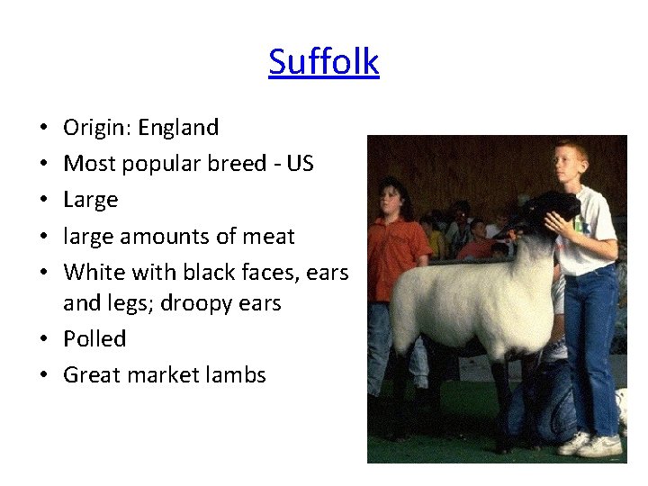 Suffolk Origin: England Most popular breed - US Large large amounts of meat White
