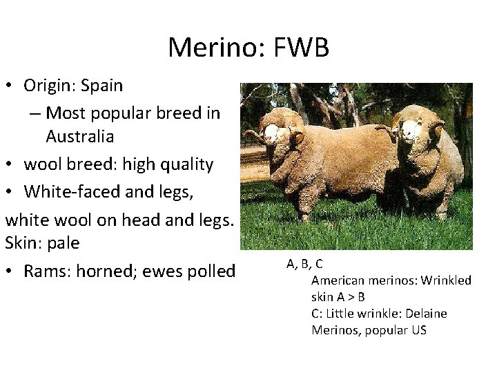 Merino: FWB • Origin: Spain – Most popular breed in Australia • wool breed: