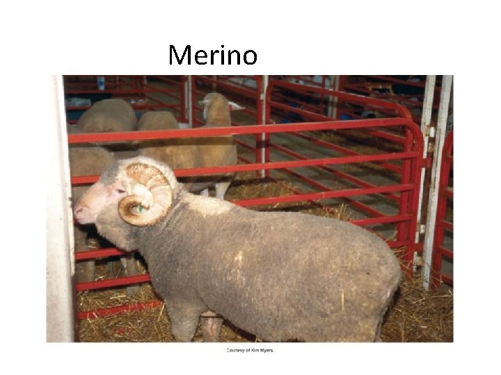 Merino 