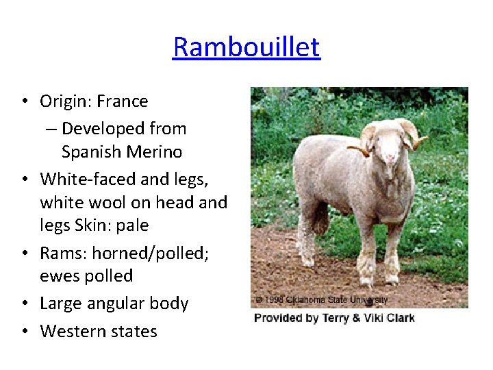 Rambouillet • Origin: France – Developed from Spanish Merino • White-faced and legs, white