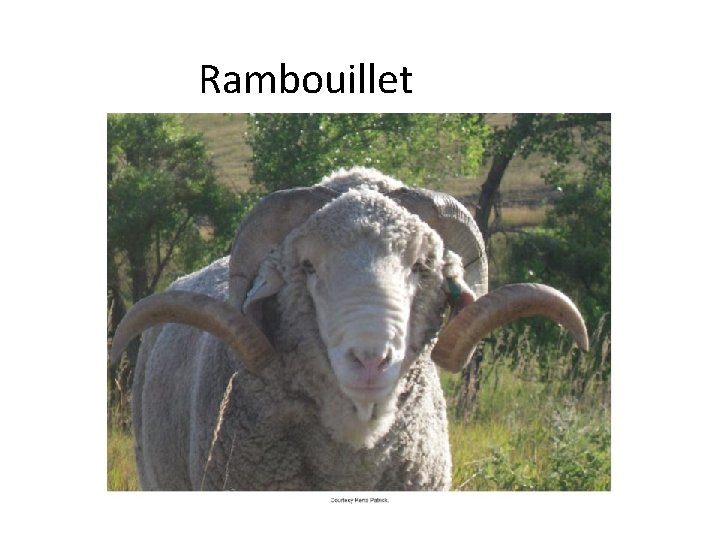 Rambouillet 