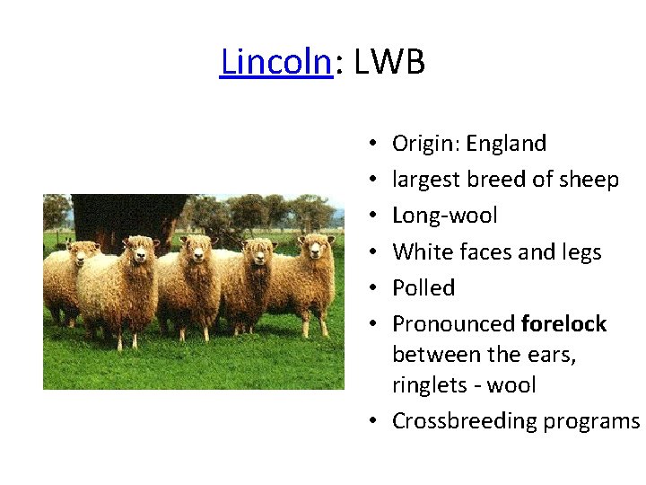 Lincoln: LWB Origin: England largest breed of sheep Long-wool White faces and legs Polled