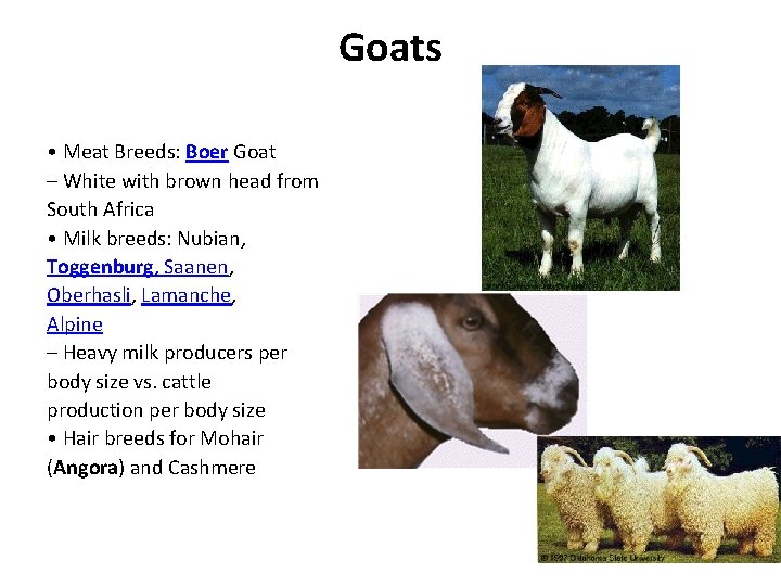 Goats • Meat Breeds: Boer Goat – White with brown head from South Africa