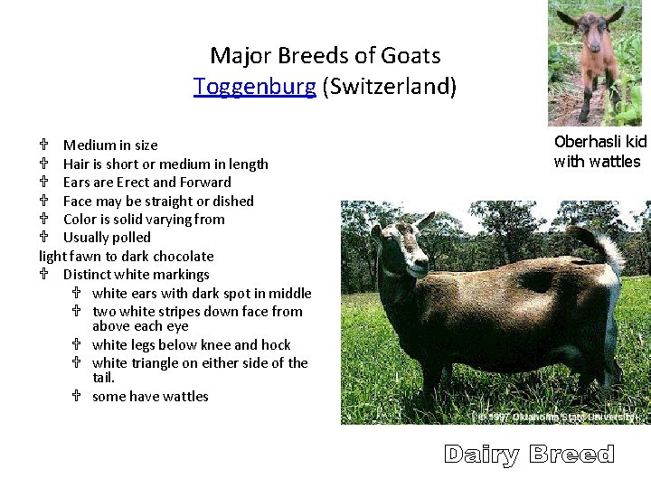 Major Breeds of Goats Toggenburg (Switzerland) U Medium in size U Hair is short