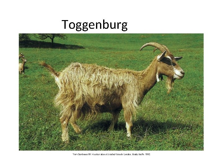 Toggenburg 