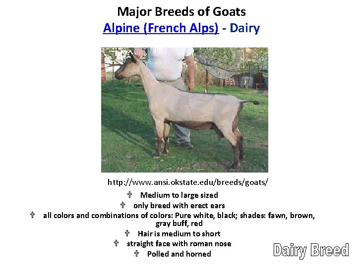 Major Breeds of Goats Alpine (French Alps) - Dairy http: //www. ansi. okstate. edu/breeds/goats/