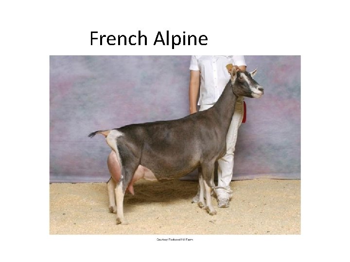 French Alpine 