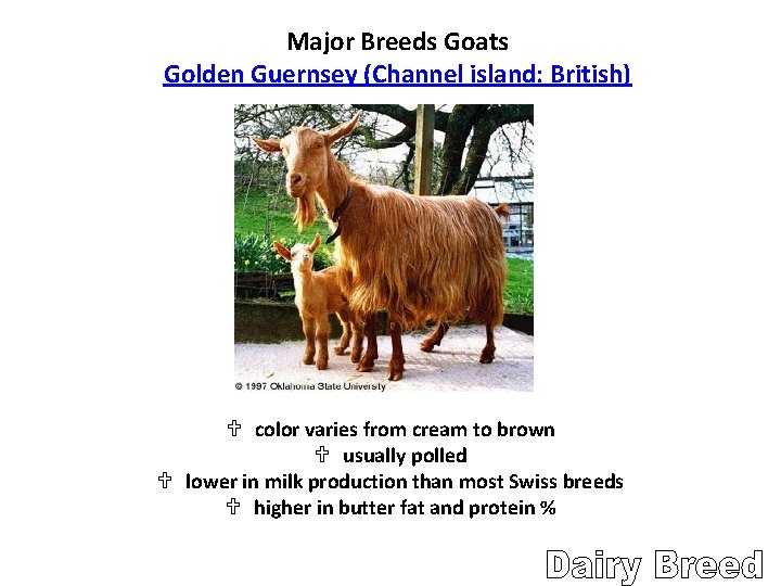 Major Breeds Goats Golden Guernsey (Channel island: British) U color varies from cream to