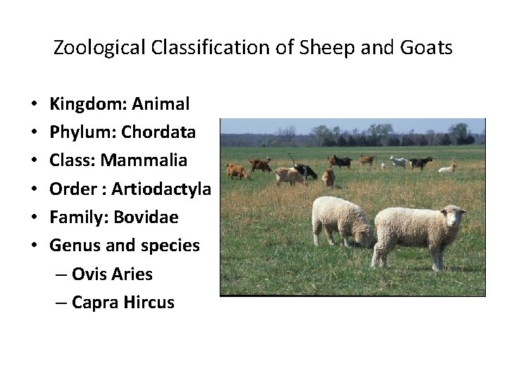 Zoological Classification of Sheep and Goats • • • Kingdom: Animal Phylum: Chordata Class: