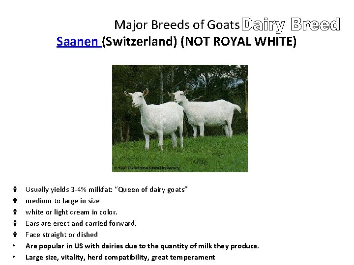 Major Breeds of Goats Saanen (Switzerland) (NOT ROYAL WHITE) U U U • •