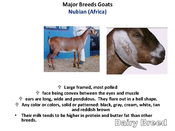 Major Breeds Goats Nubian (Africa) U Large framed, most polled U face being convex