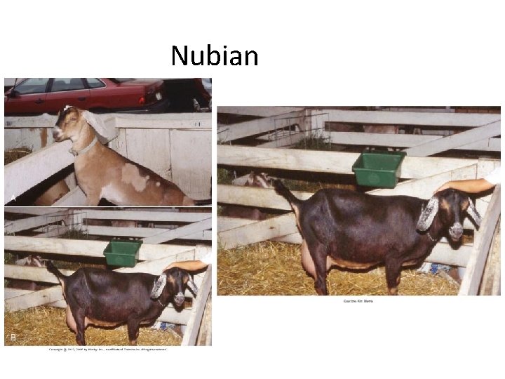 Nubian 