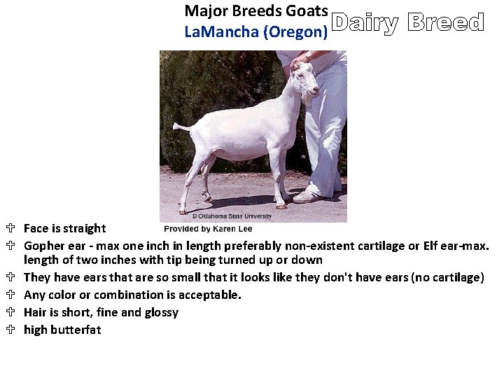 Major Breeds Goats La. Mancha (Oregon) U Face is straight U Gopher ear -