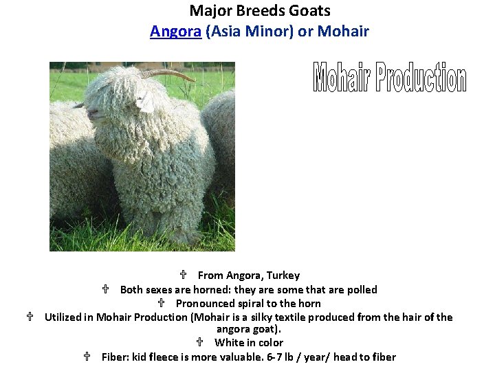 Major Breeds Goats Angora (Asia Minor) or Mohair U From Angora, Turkey U Both