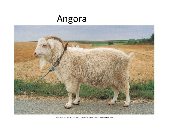 Angora 