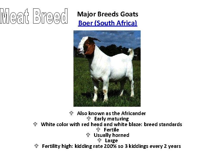 Major Breeds Goats Boer (South Africa) U Also known as the Africander U Early