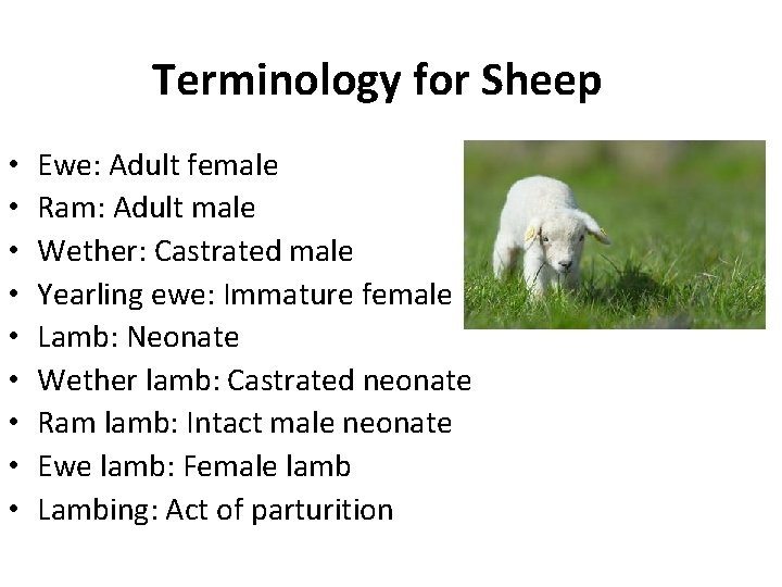 Terminology for Sheep • • • Ewe: Adult female Ram: Adult male Wether: Castrated