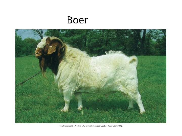 Boer 