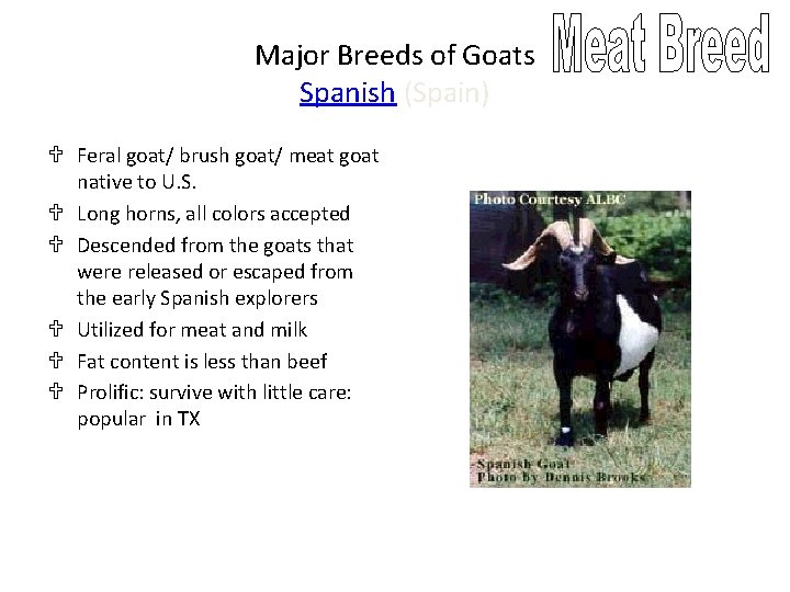 Major Breeds of Goats Spanish (Spain) U Feral goat/ brush goat/ meat goat native