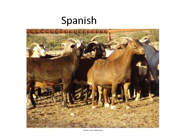 Spanish 