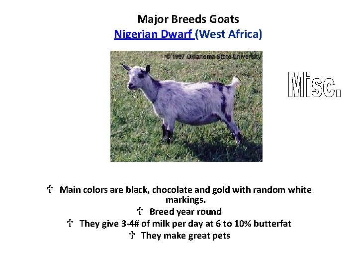 Major Breeds Goats Nigerian Dwarf (West Africa) U Main colors are black, chocolate and