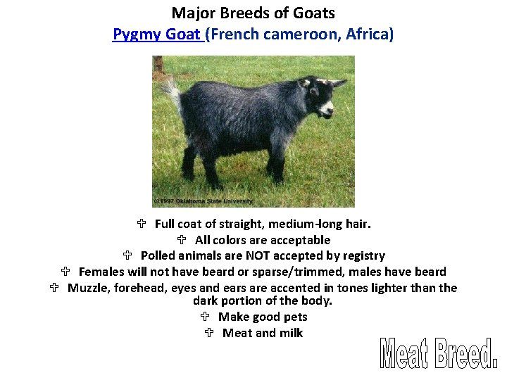 Major Breeds of Goats Pygmy Goat (French cameroon, Africa) U Full coat of straight,