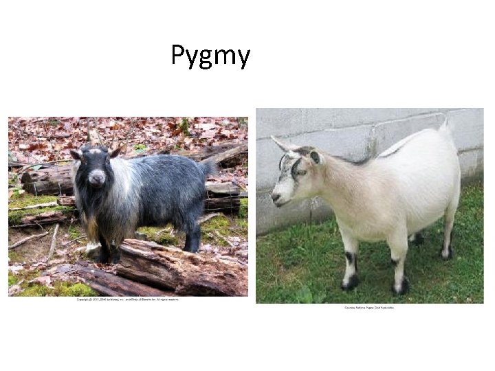 Pygmy 