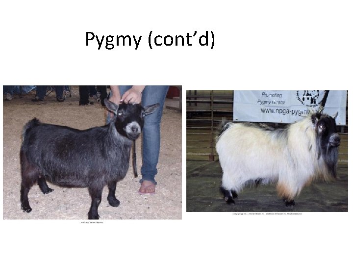 Pygmy (cont’d) 