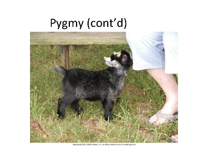 Pygmy (cont’d) 