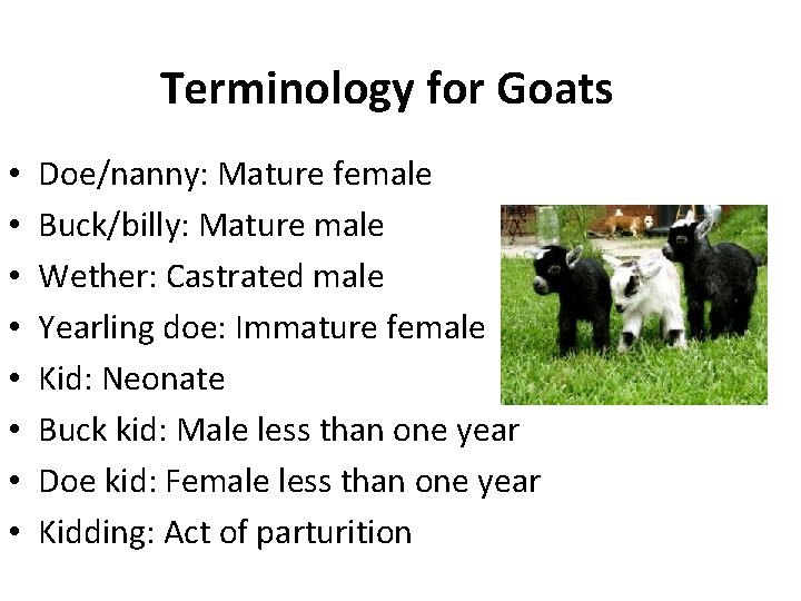 Terminology for Goats • • Doe/nanny: Mature female Buck/billy: Mature male Wether: Castrated male