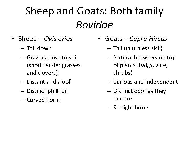 Sheep and Goats: Both family Bovidae • Sheep – Ovis aries – Tail down