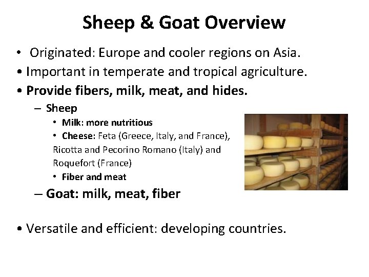 Sheep & Goat Overview • Originated: Europe and cooler regions on Asia. • Important