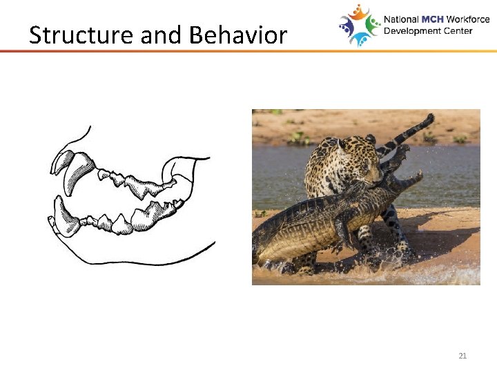 Structure and Behavior 21 