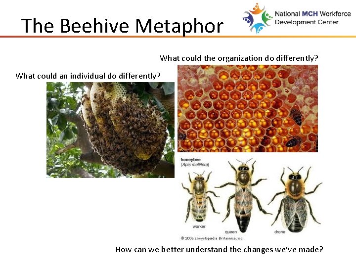 The Beehive Metaphor What could the organization do differently? What could an individual do
