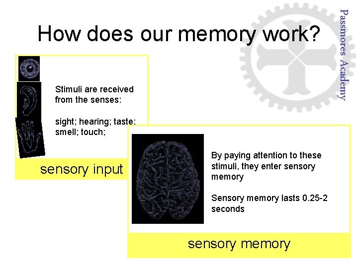 Stimuli are received from the senses: Passmores Academy How does our memory work? sight;