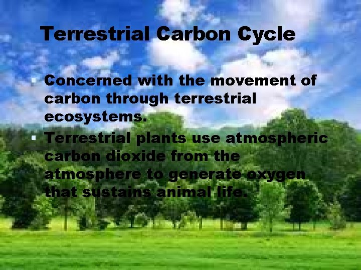 Terrestrial Carbon Cycle Concerned with the movement of carbon through terrestrial ecosystems. Terrestrial plants