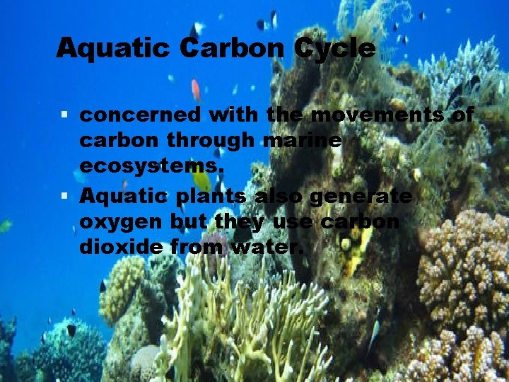 Aquatic Carbon Cycle concerned with the movements of carbon through marine ecosystems. Aquatic plants