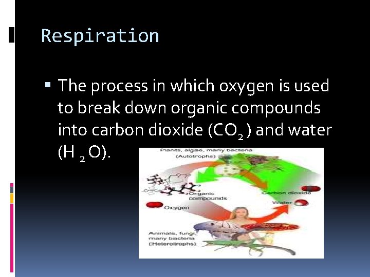 Respiration The process in which oxygen is used to break down organic compounds into