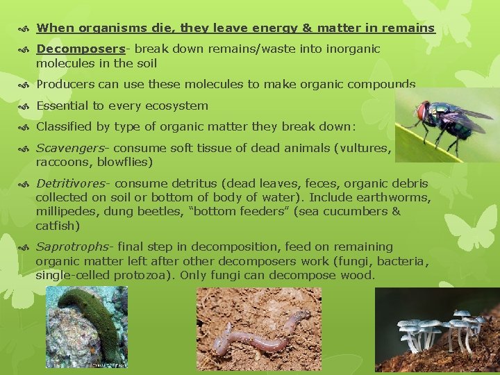  When organisms die, they leave energy & matter in remains Decomposers- break down