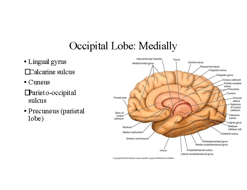 Occipital Lobe: Medially • Lingual gyrus �Calcarine sulcus • Cuneus �Parieto-occipital sulcus • Precuneus