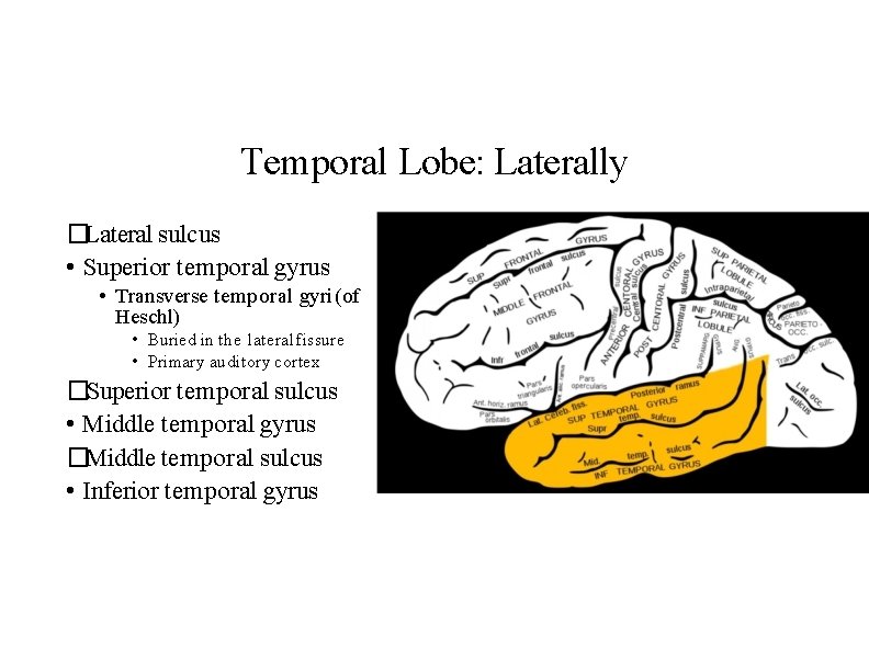 Temporal Lobe: Laterally �Lateral sulcus • Superior temporal gyrus • Transverse temporal gyri (of