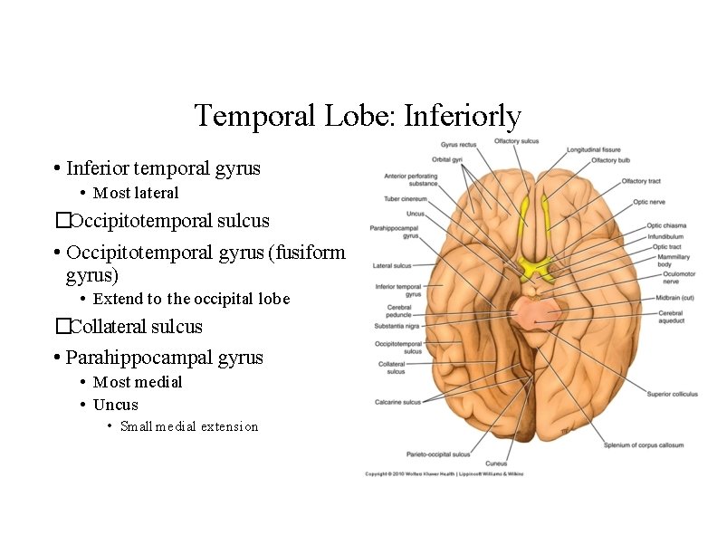 Temporal Lobe: Inferiorly • Inferior temporal gyrus • Most lateral �Occipitotemporal sulcus • Occipitotemporal