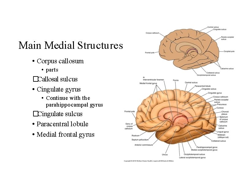Main Medial Structures • Corpus callosum • parts �Callosal sulcus • Cingulate gyrus •