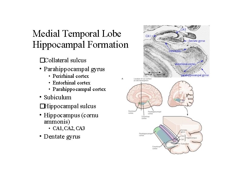 Medial Temporal Lobe Hippocampal Formation �Collateral sulcus • Parahippocampal gyrus • Perirhinal cortex •